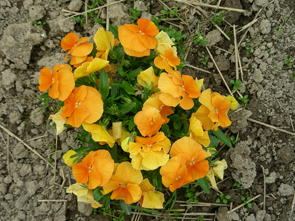 pansy in flower